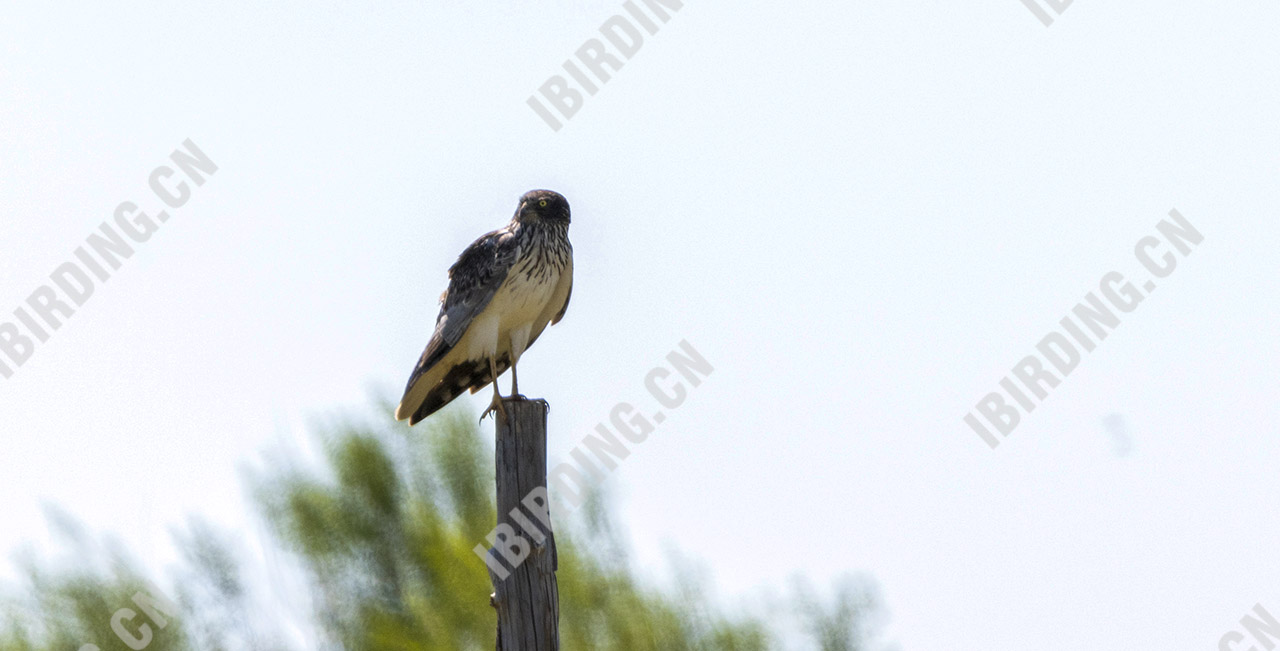 白腹鹞 Eastern Marsh-Harrier 雄鸟