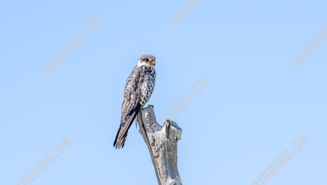 红脚隼 Red-footed Falcon