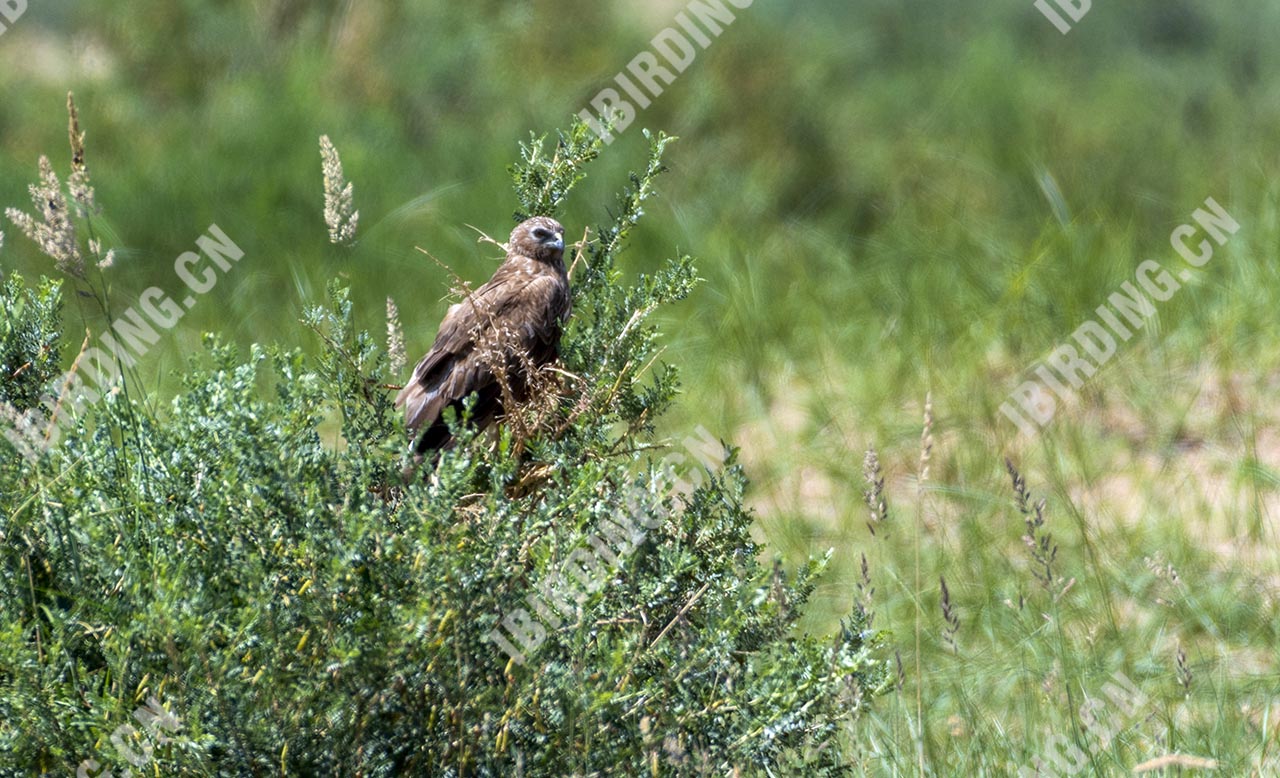 白腹鹞 Eastern Marsh-Harrier