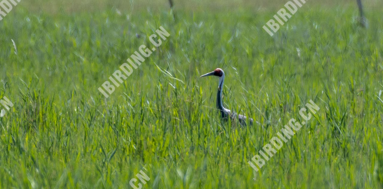 白枕鹤 White-naped Crane