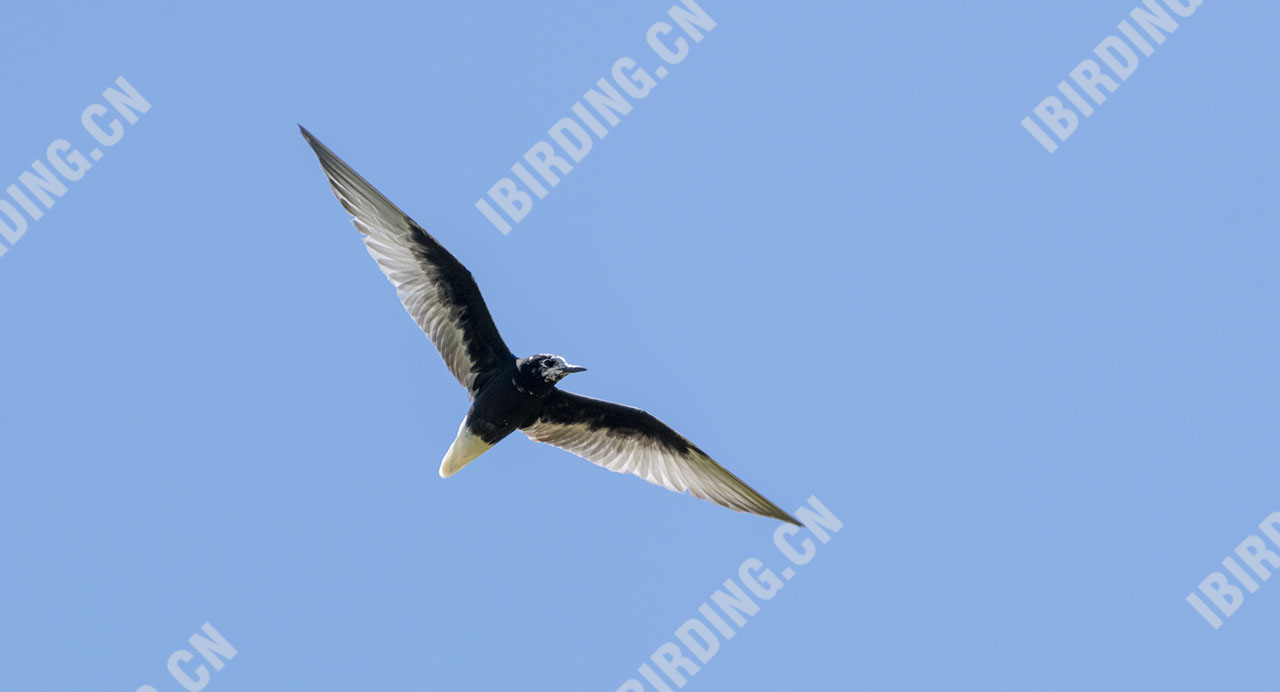 白翅浮鸥 White-winged Tern