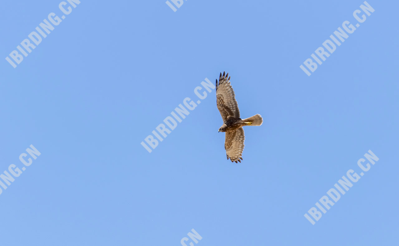 白腹鹞 Eastern Marsh-Harrier