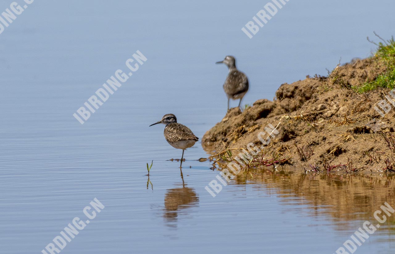 林鹬 Wood Sandpiper