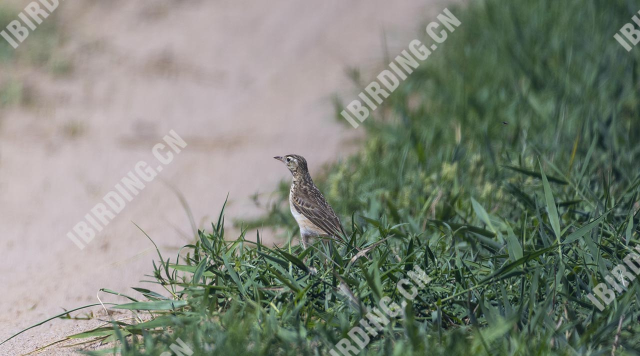 田鹨/理氏鹨 Richard's Pipit