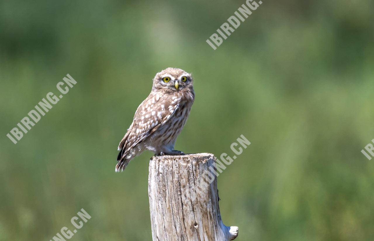 纵纹腹小鸮 Little Owl