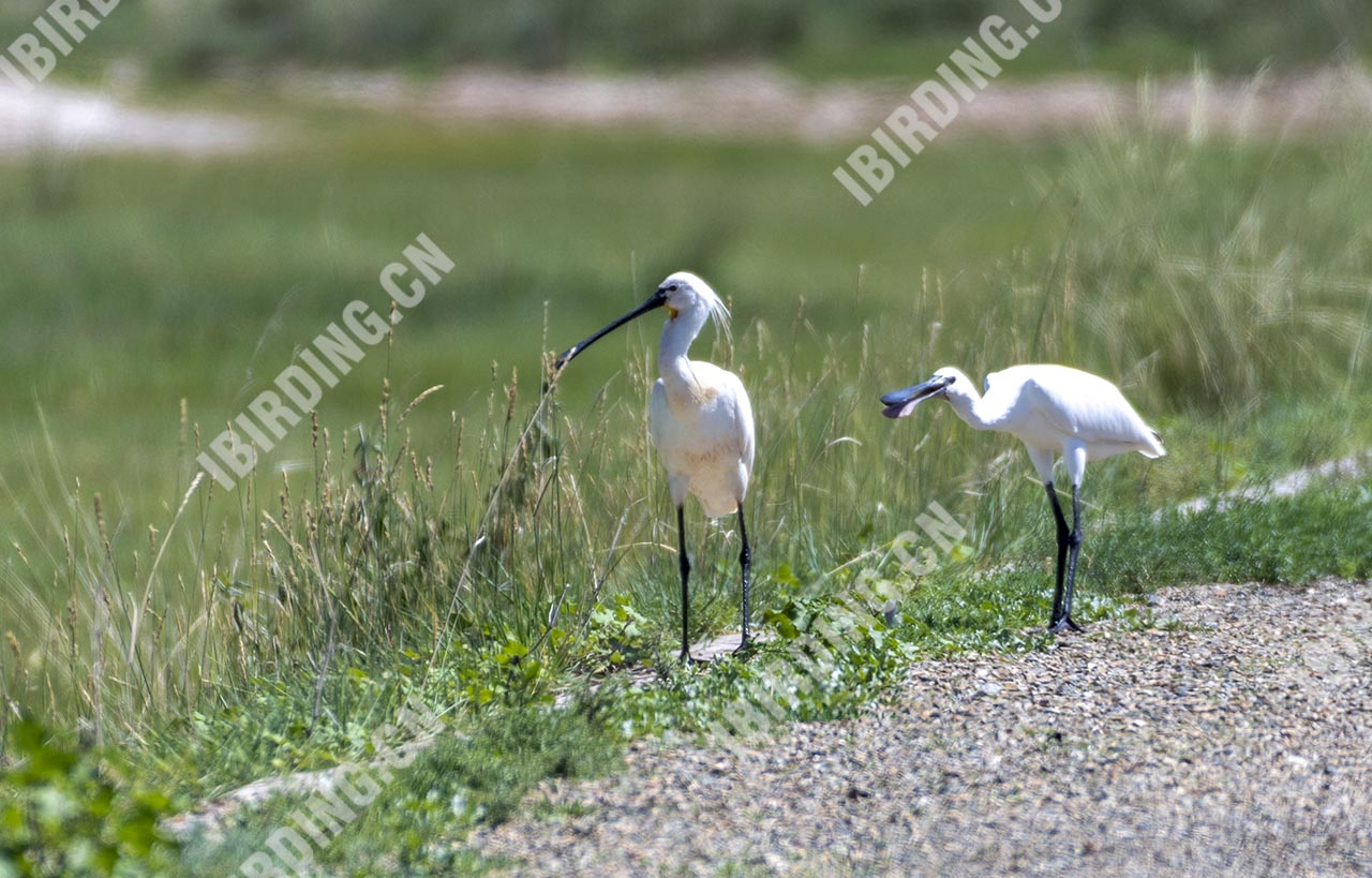 白琵鹭 White Spoonbill