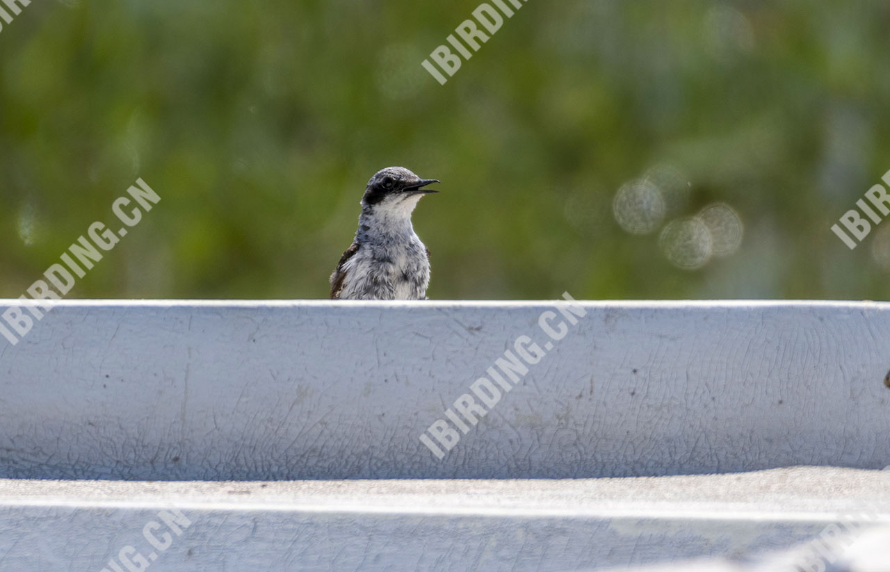 穗鵖 Northern Wheatear