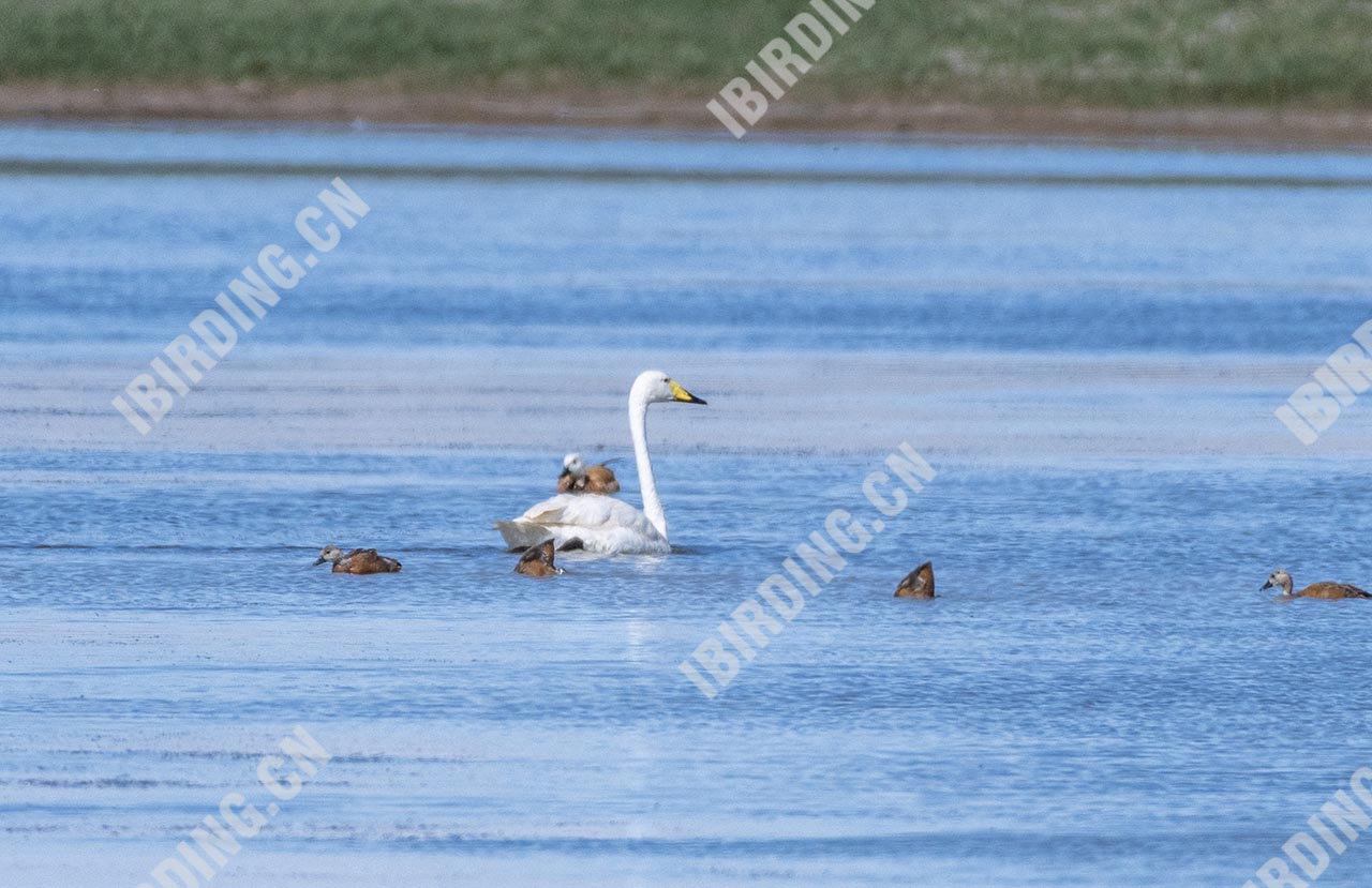 大天鹅 Whooper Swan