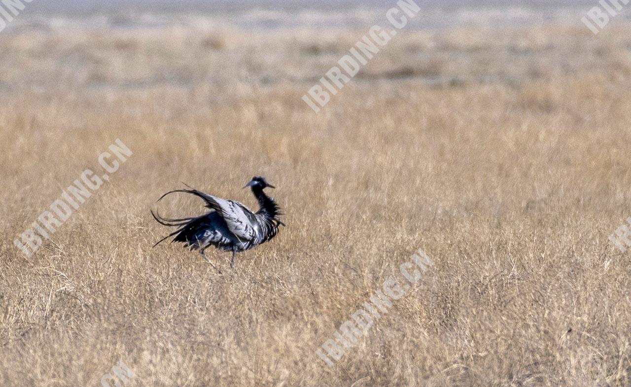 蓑羽鹤 Demoiselle Crane