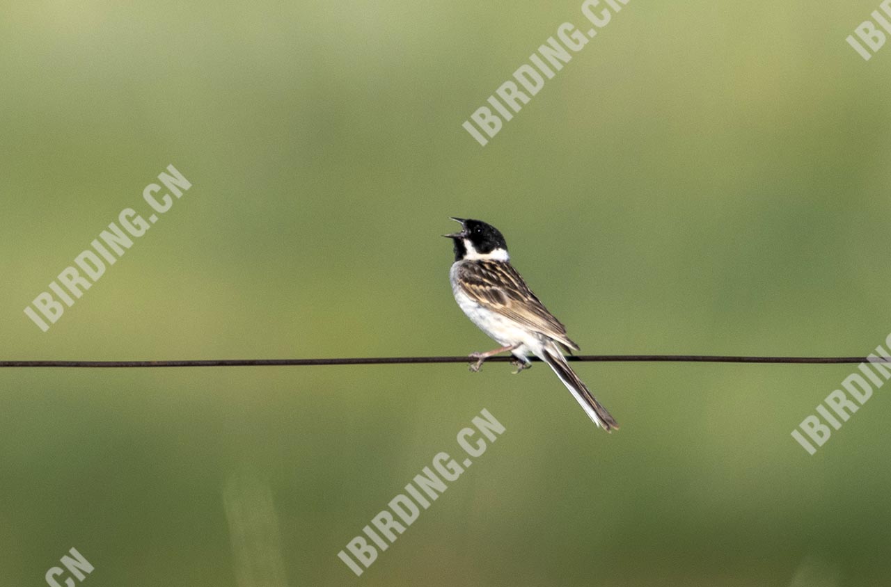 苇鹀 Pallas's Bunting 雄性繁殖羽