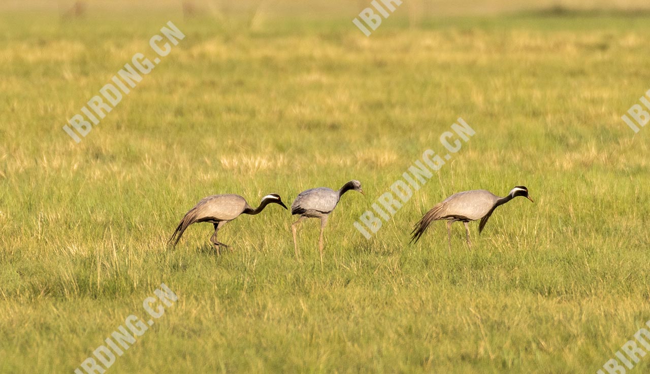 蓑羽鹤 Demoiselle Crane