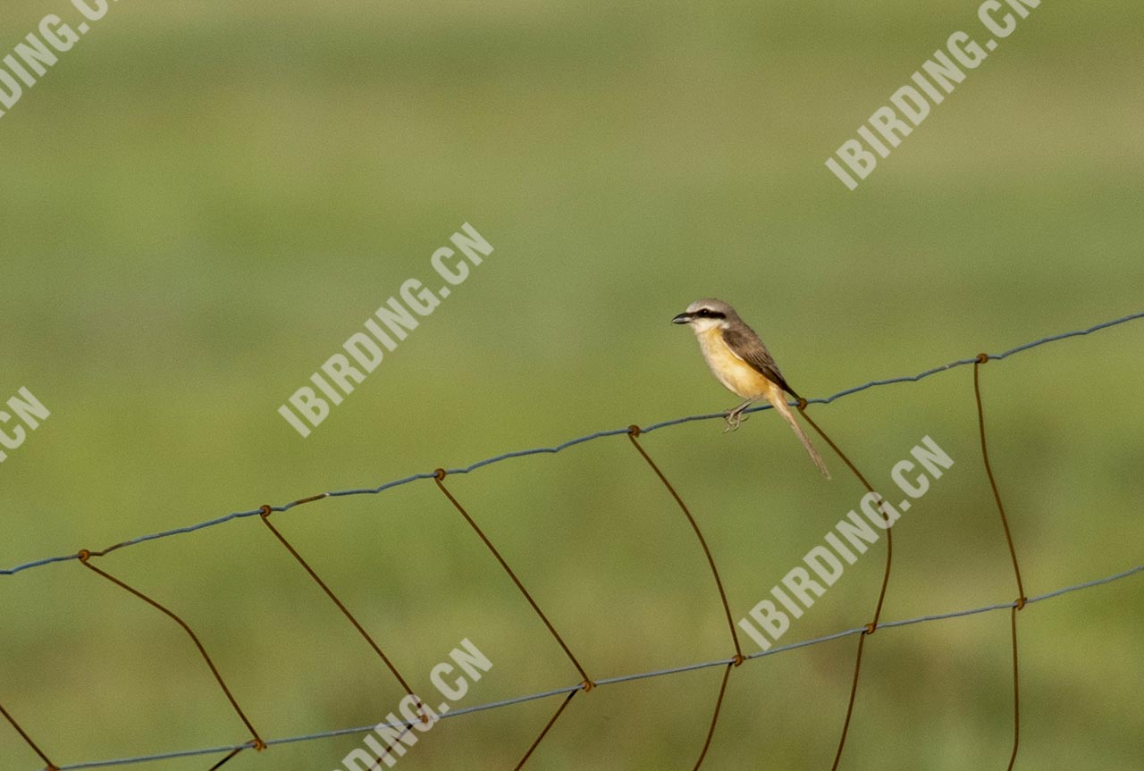 棕尾伯劳 Rufous-tailed Shrike