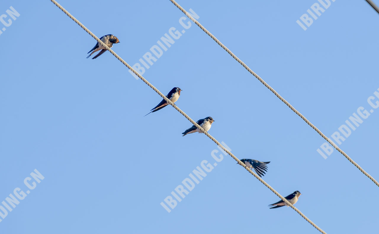 家燕 Barn Swallow