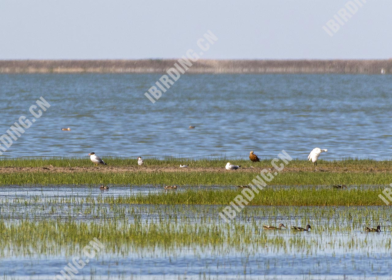 渔鸥 Pallas’s Gull