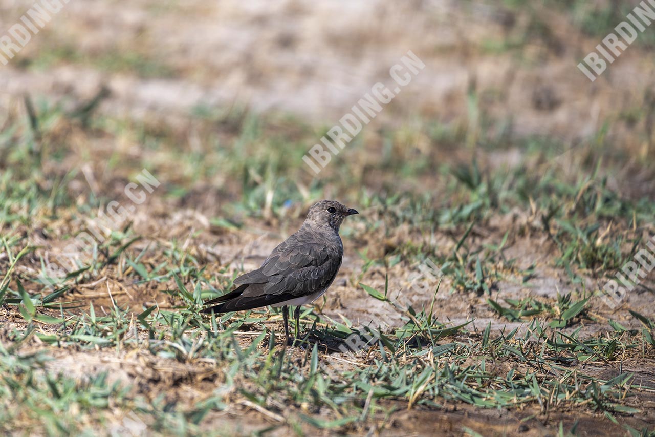 普通燕鸻 Oriental Pratincole