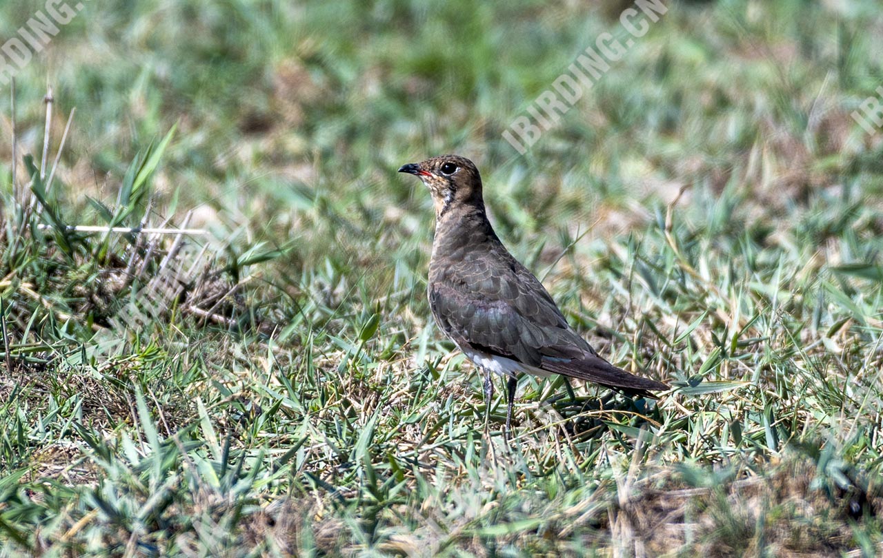 普通燕鸻 Oriental Pratincole