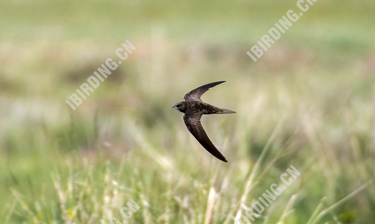 普通楼燕 Common Swift