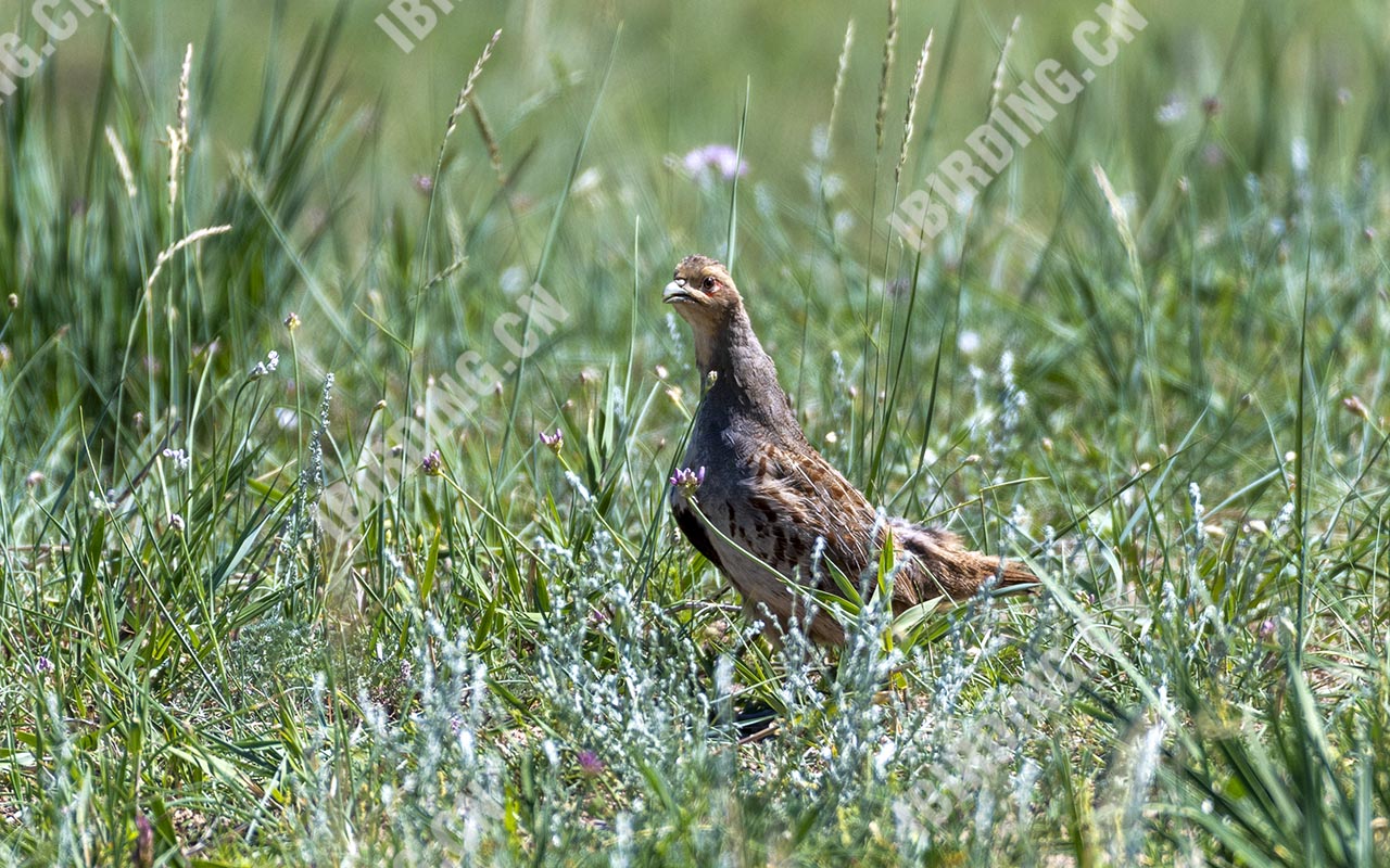 斑翅山鹑 Daurian Partridge