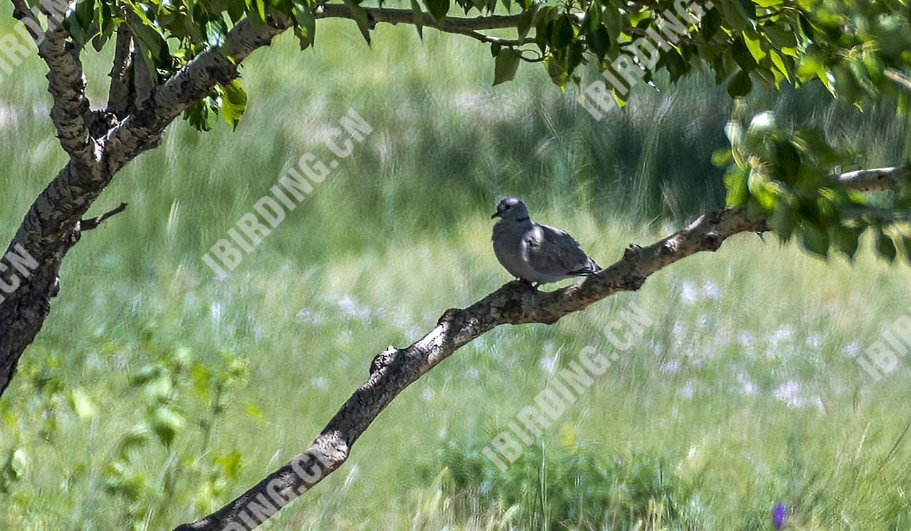 灰斑鸠 Eurasian Collared Dove