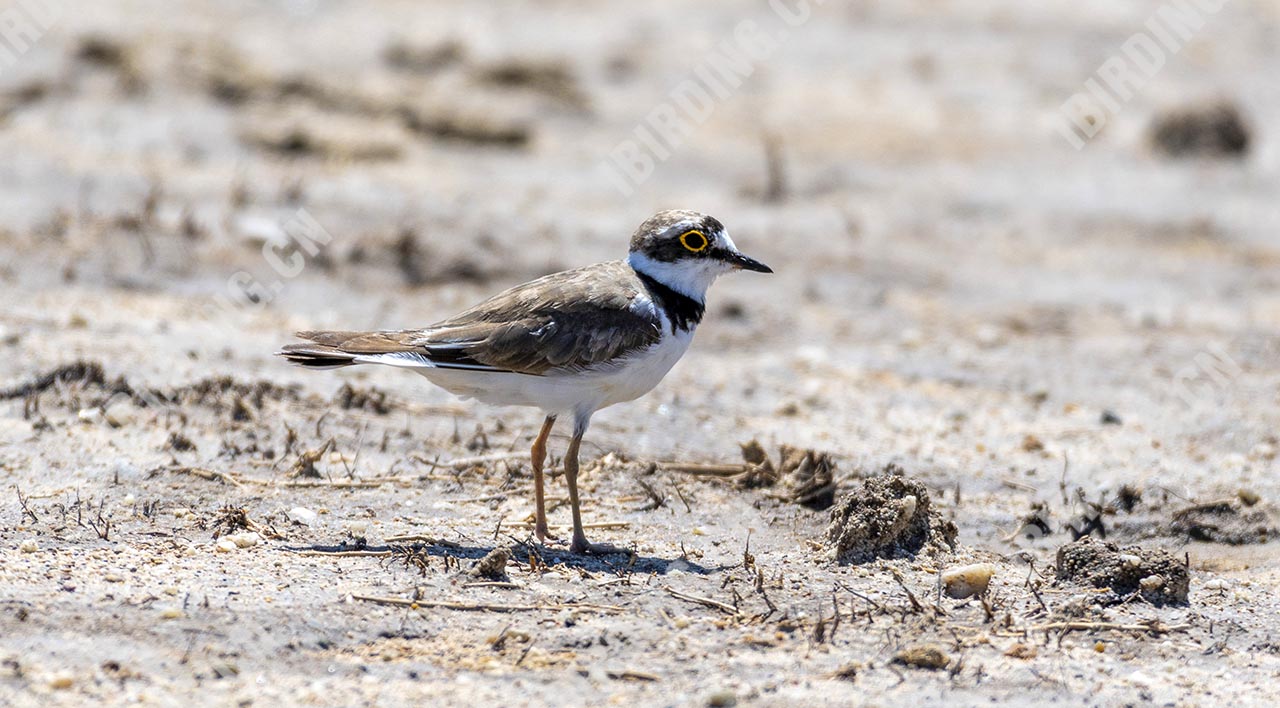 金眶鸻 Little Ringed Plover