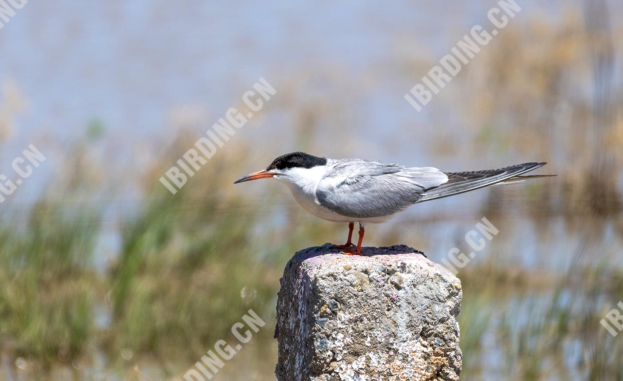 普通燕鸥 Common Tern