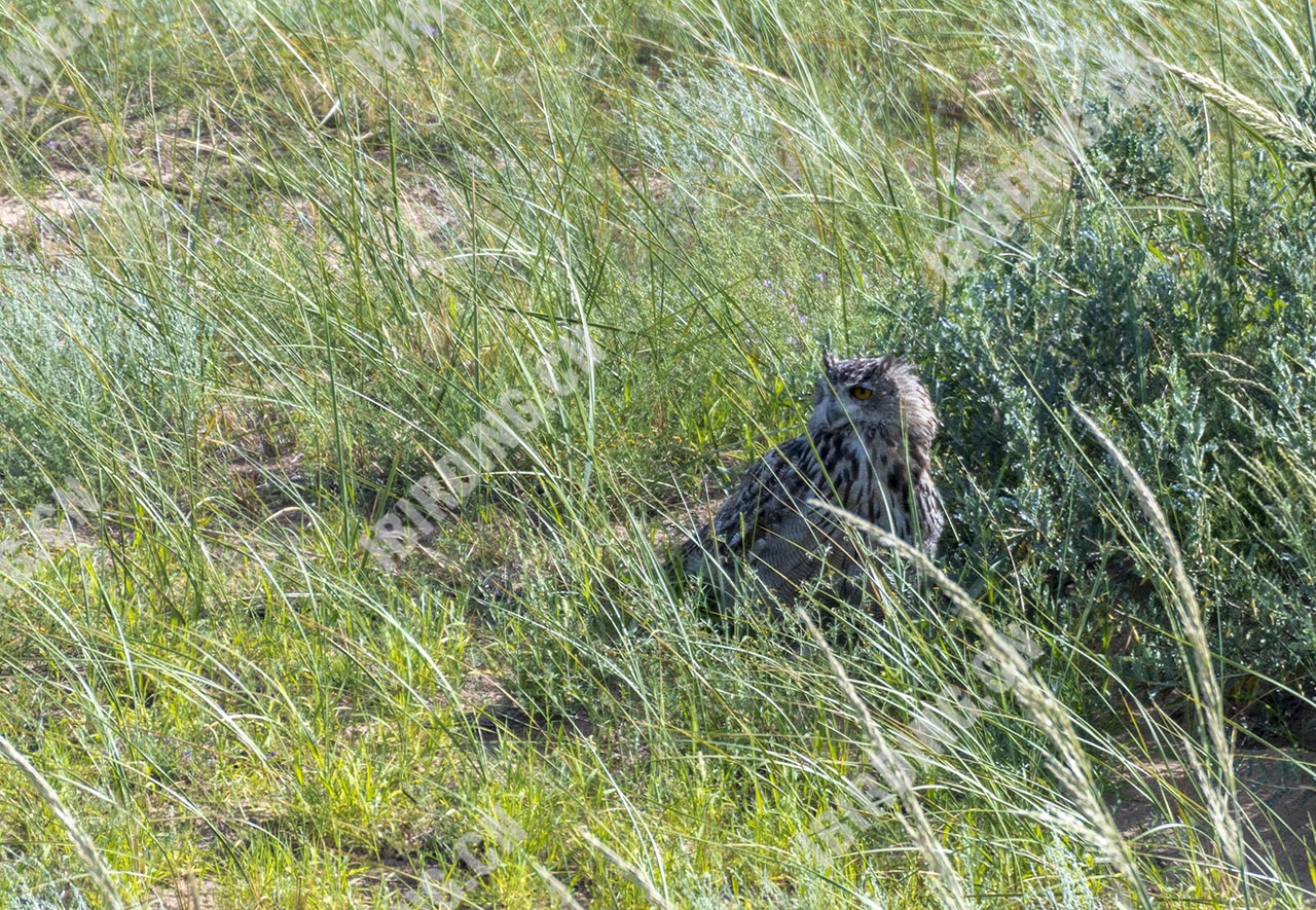 雕鸮 Eurasian Eagle Owl