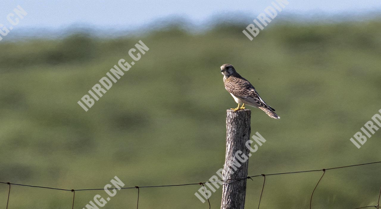 红隼 Common Kestrel