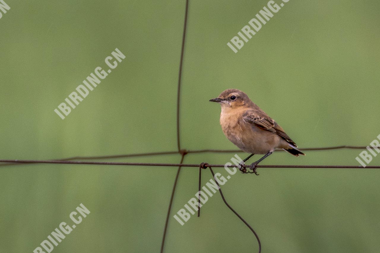 沙鵖 Isabelline Wheatear