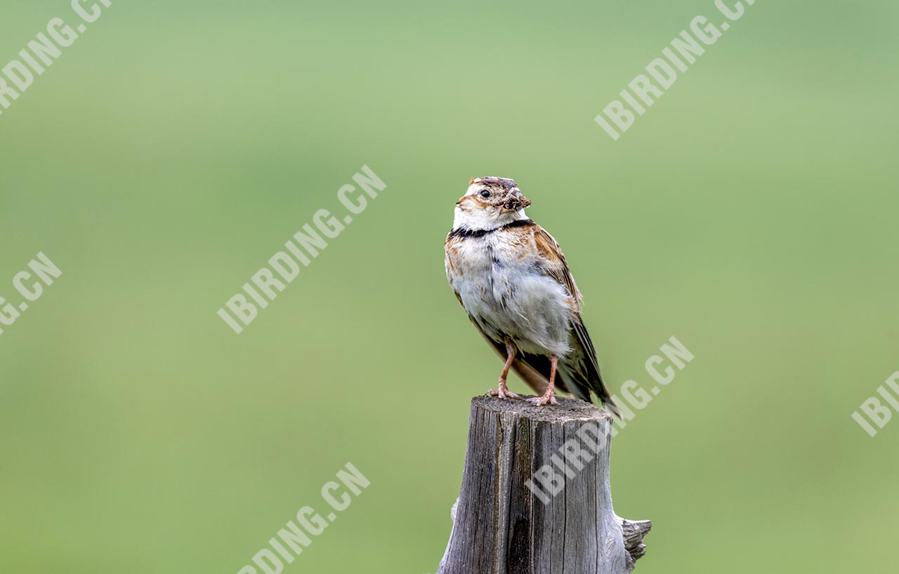 蒙古]百灵 Mongolian Lark