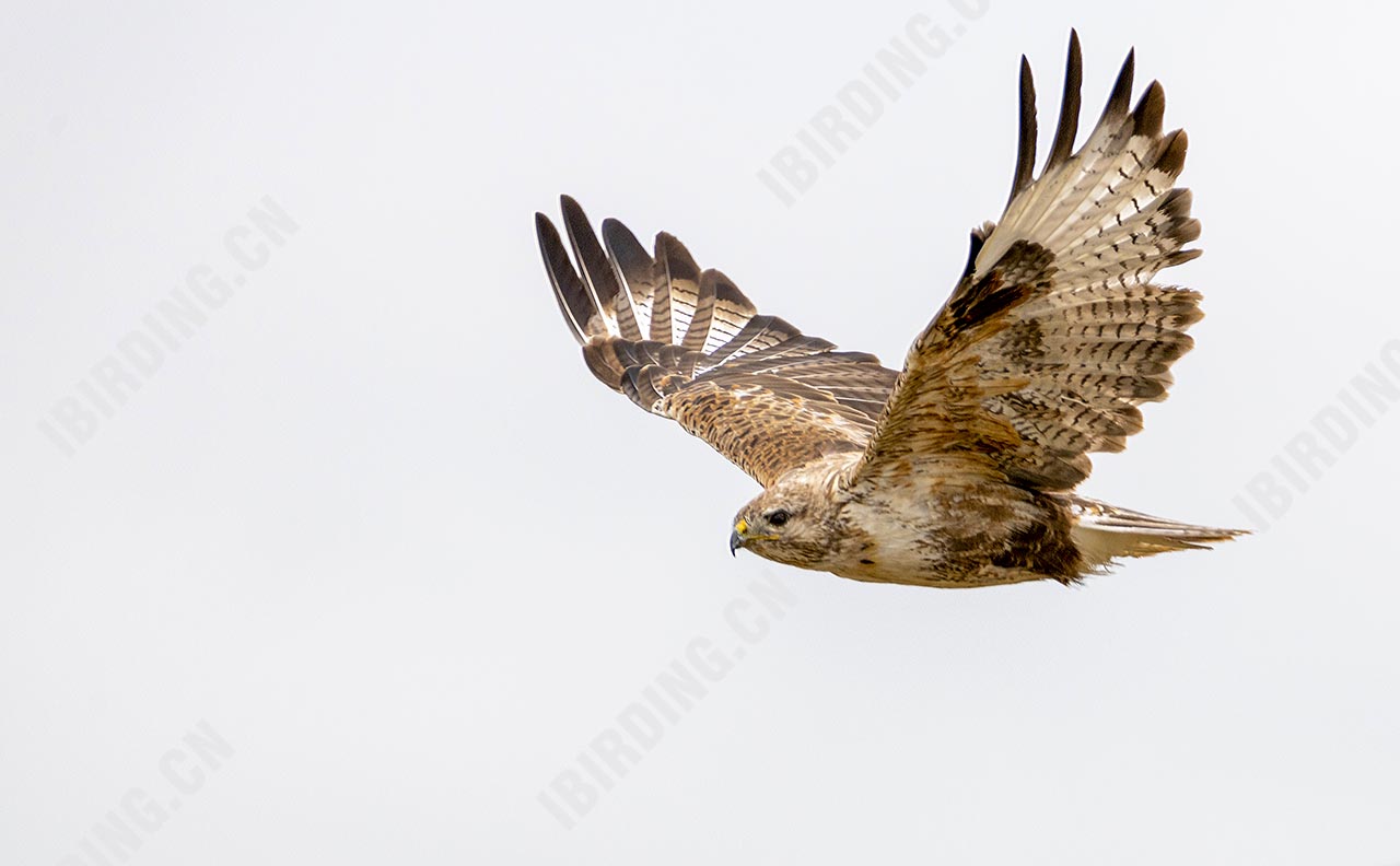 大鵟 Upland Buzzard