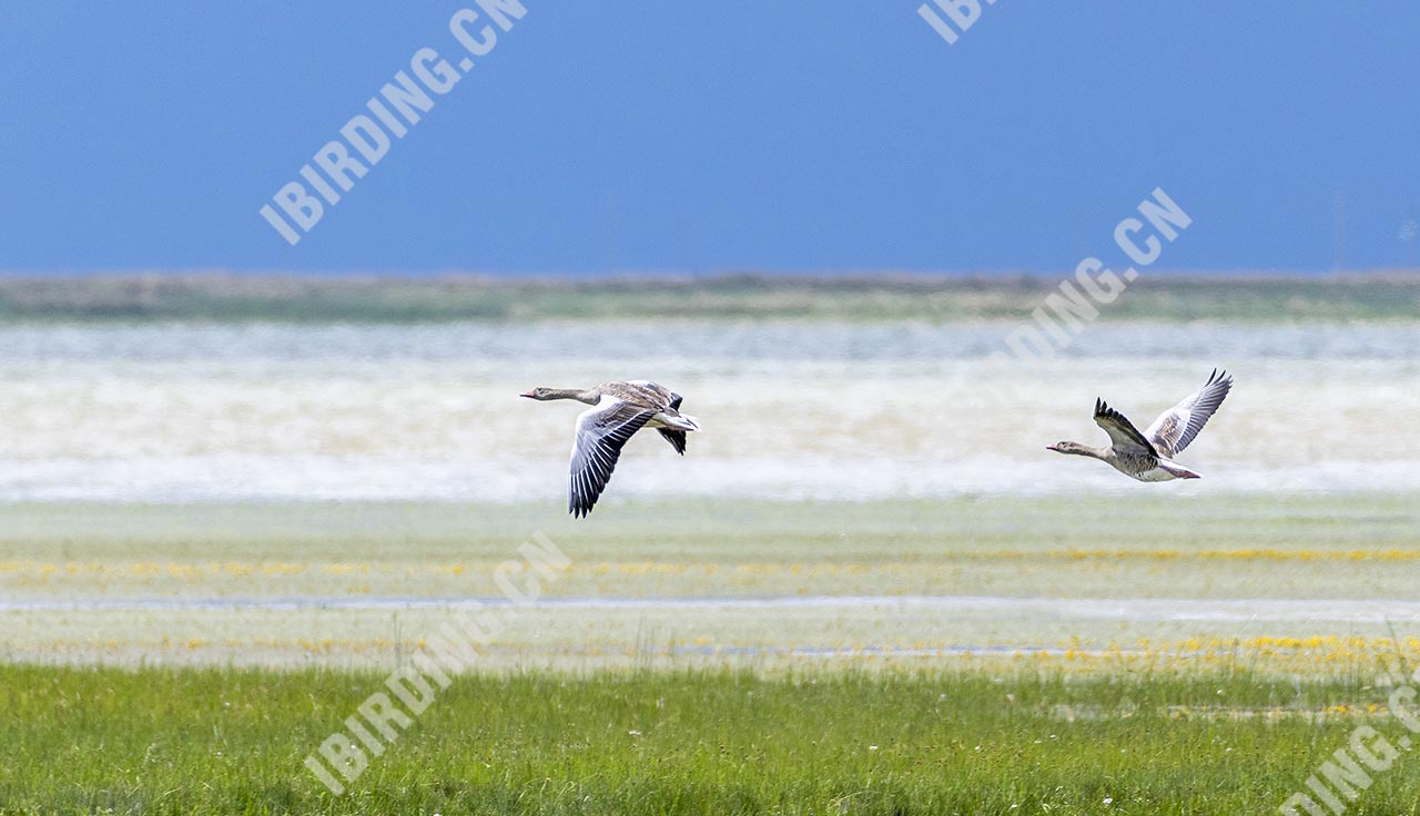 灰雁 Greylag Goose