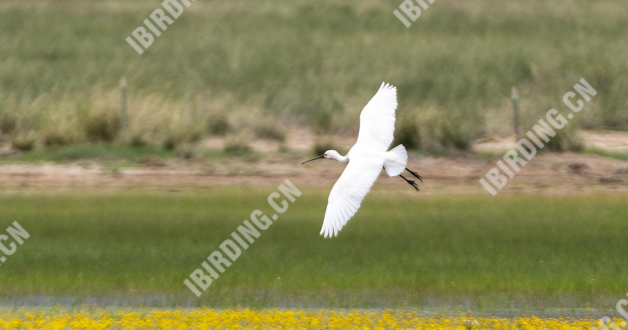 白琵鹭 White Spoonbill