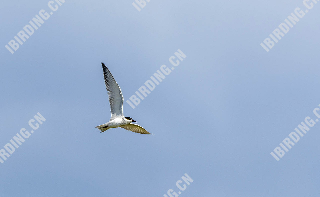 鸥嘴噪鸥 Gull-billed Tern