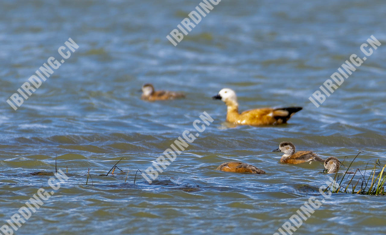 赤麻鸭 Ruddy Shelduck