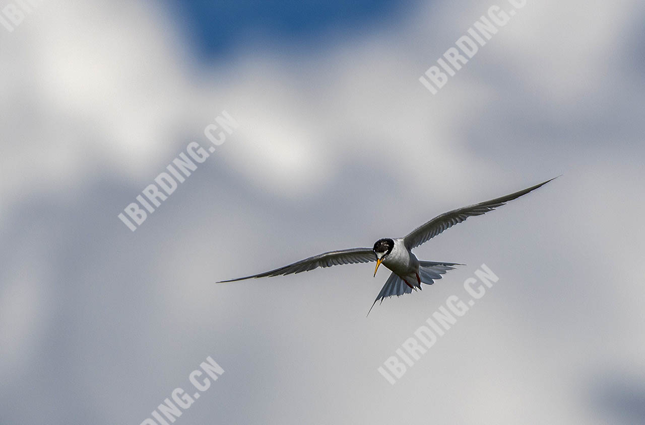 白额燕鸥 Little Tern