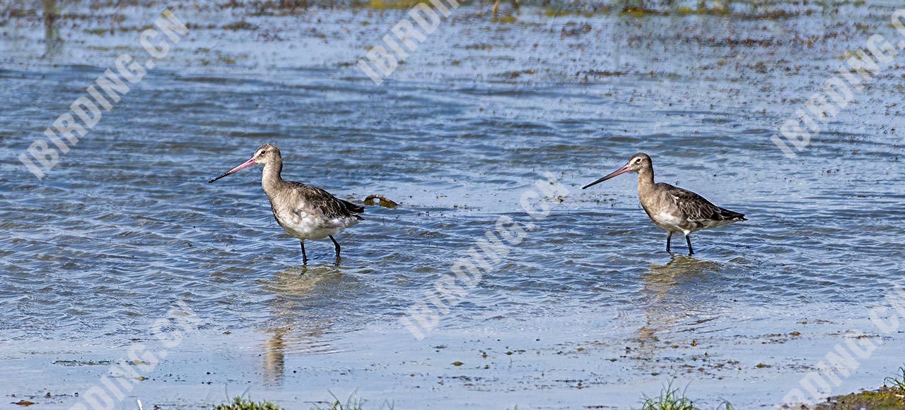 黑尾塍鹬 Black-tailed Godwit