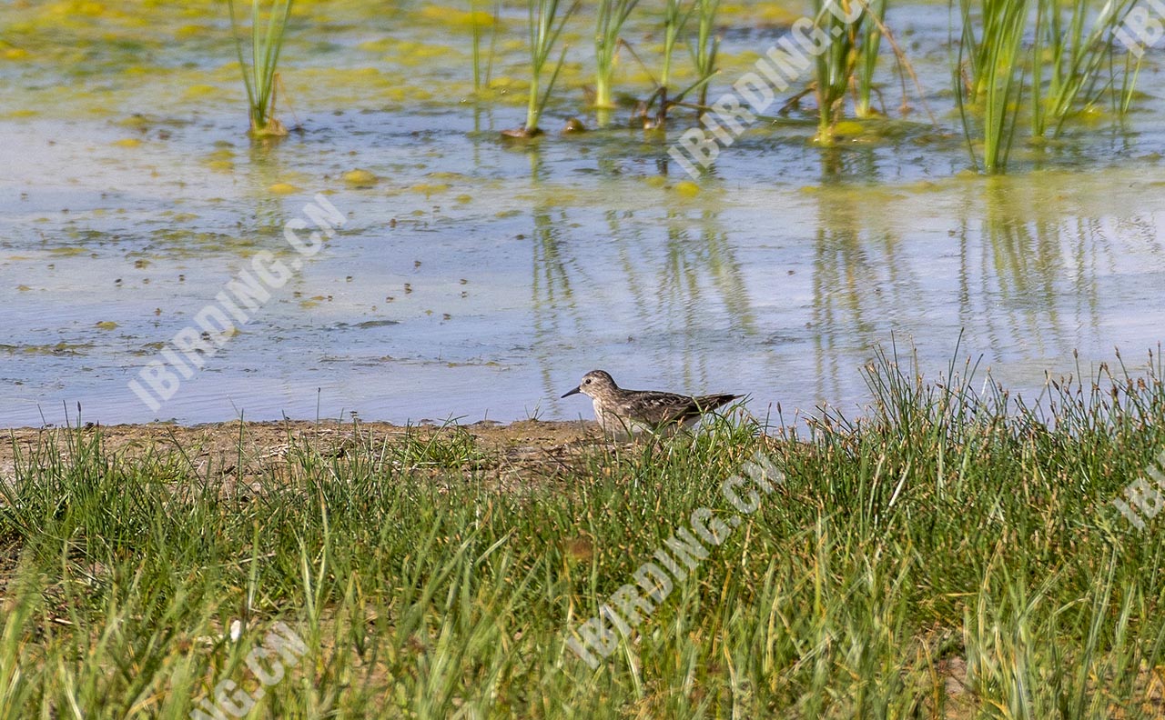 青脚滨鹬 Temminck's Stint