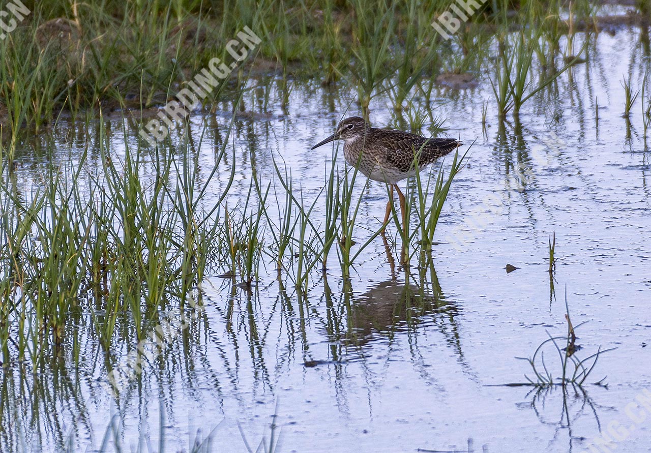 红脚鹬 Common Redshank