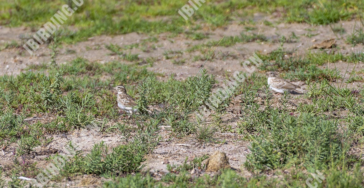 亚洲短趾百灵 Asian Short-toed Lark