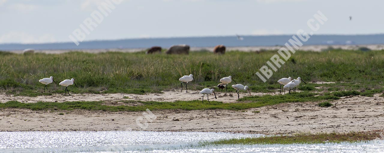 白琵鹭 White Spoonbill