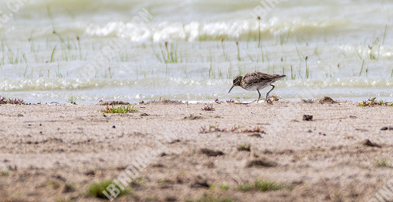 尖尾滨鹬 Sharp-tailed Sandpiper