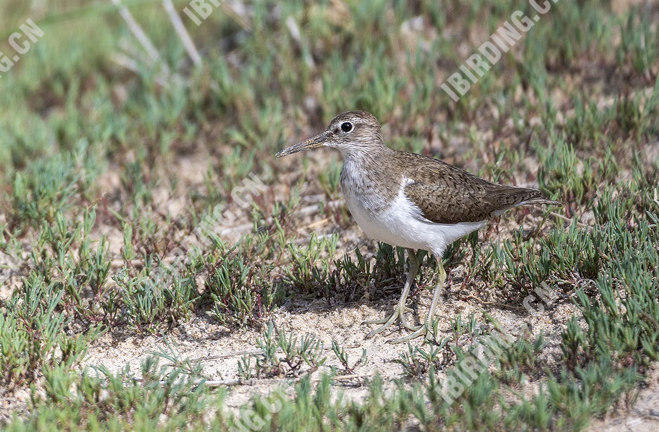 矶鹬 Common Sandpiper