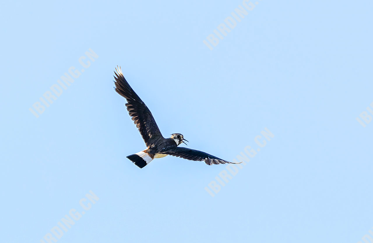 凤头麦鸡 Northern Lapwing