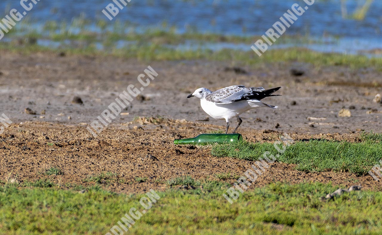 遗鸥 Relict Gull