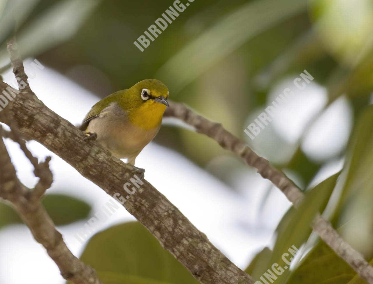 暗绿绣眼鸟 Japanese White-eye