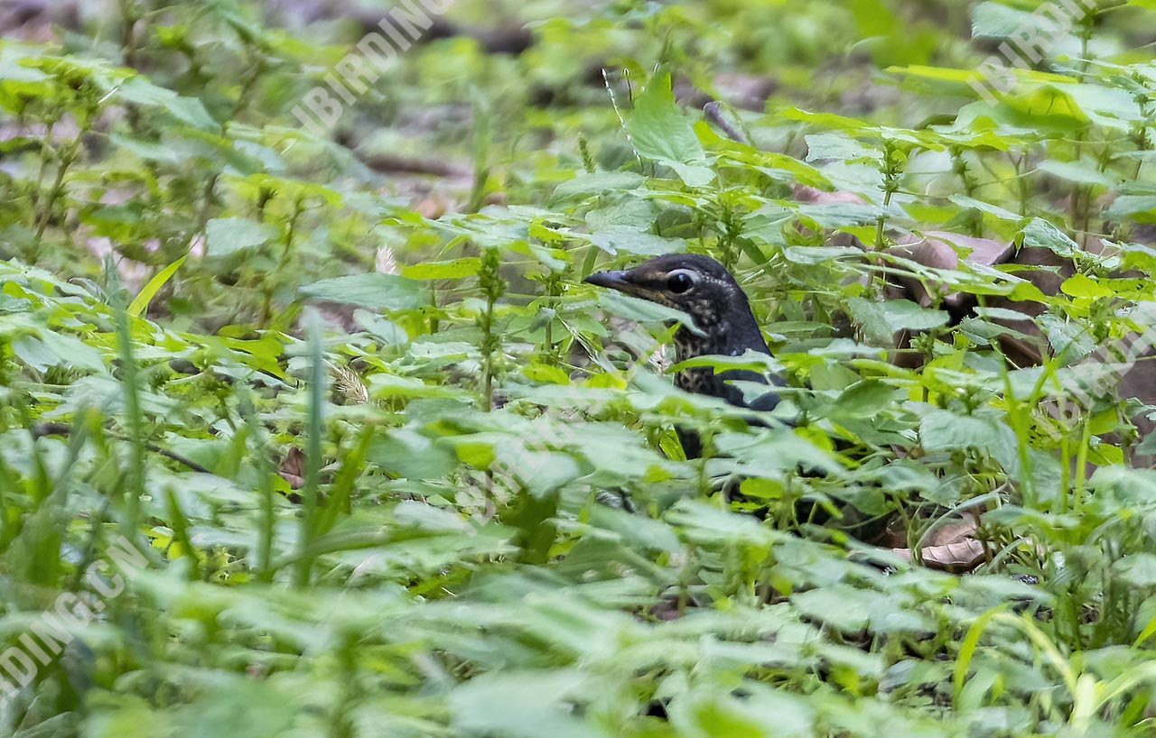 白眉地鸫 Siberian Thrush（亚成鸟）