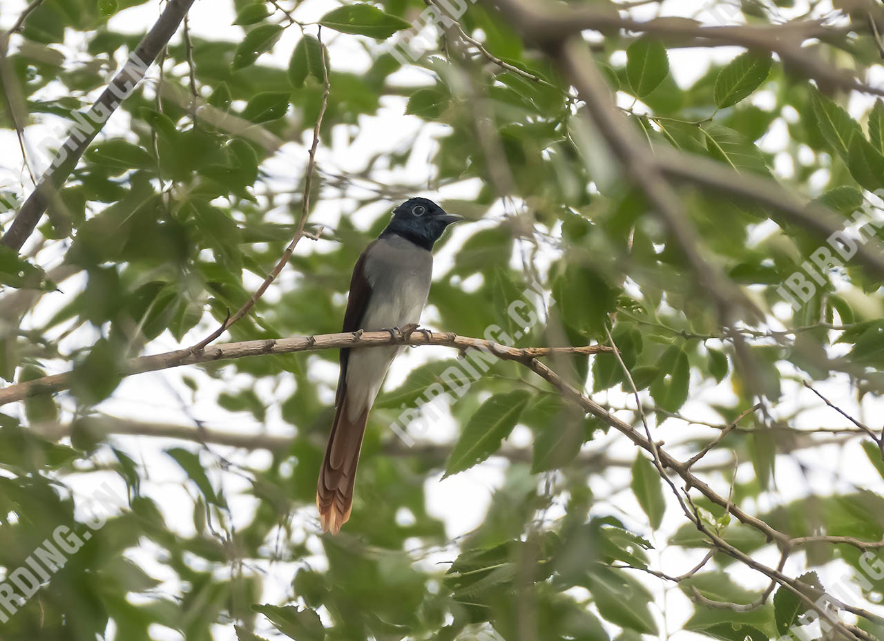 寿带 Asian Paradise-Flycatcher（雌鸟）