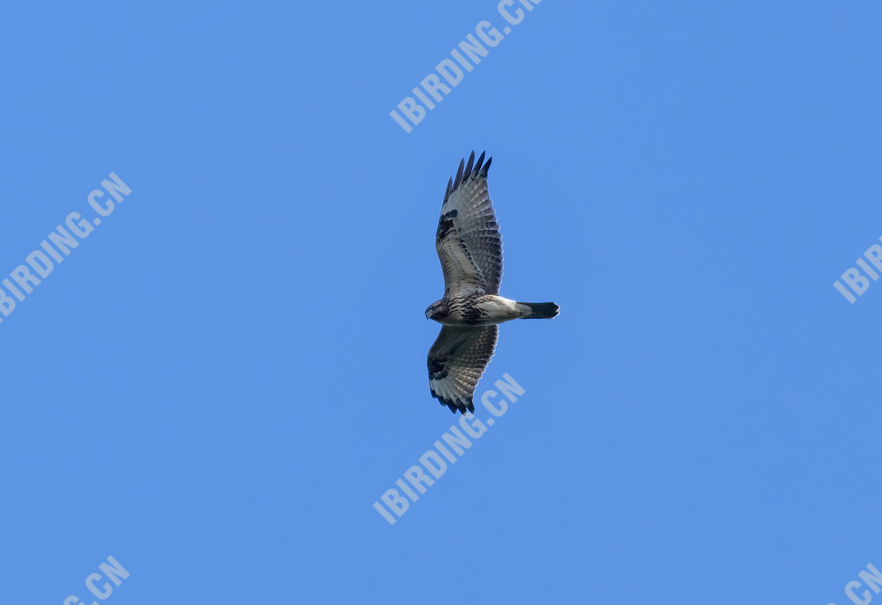 普通鵟 Common Buzzard