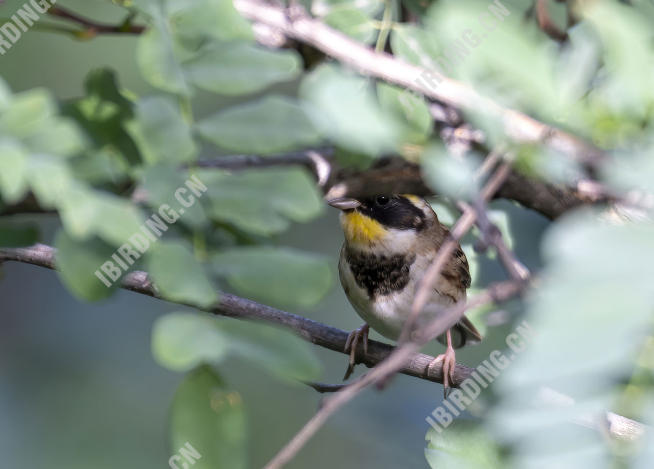 黄喉鹀 Yellow-throated Bunting