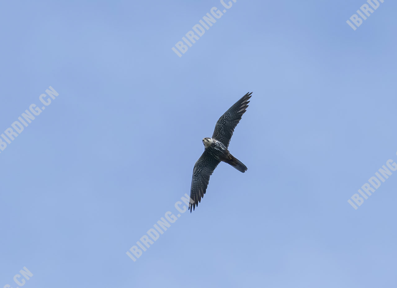 燕隼 Eurasian Hobby